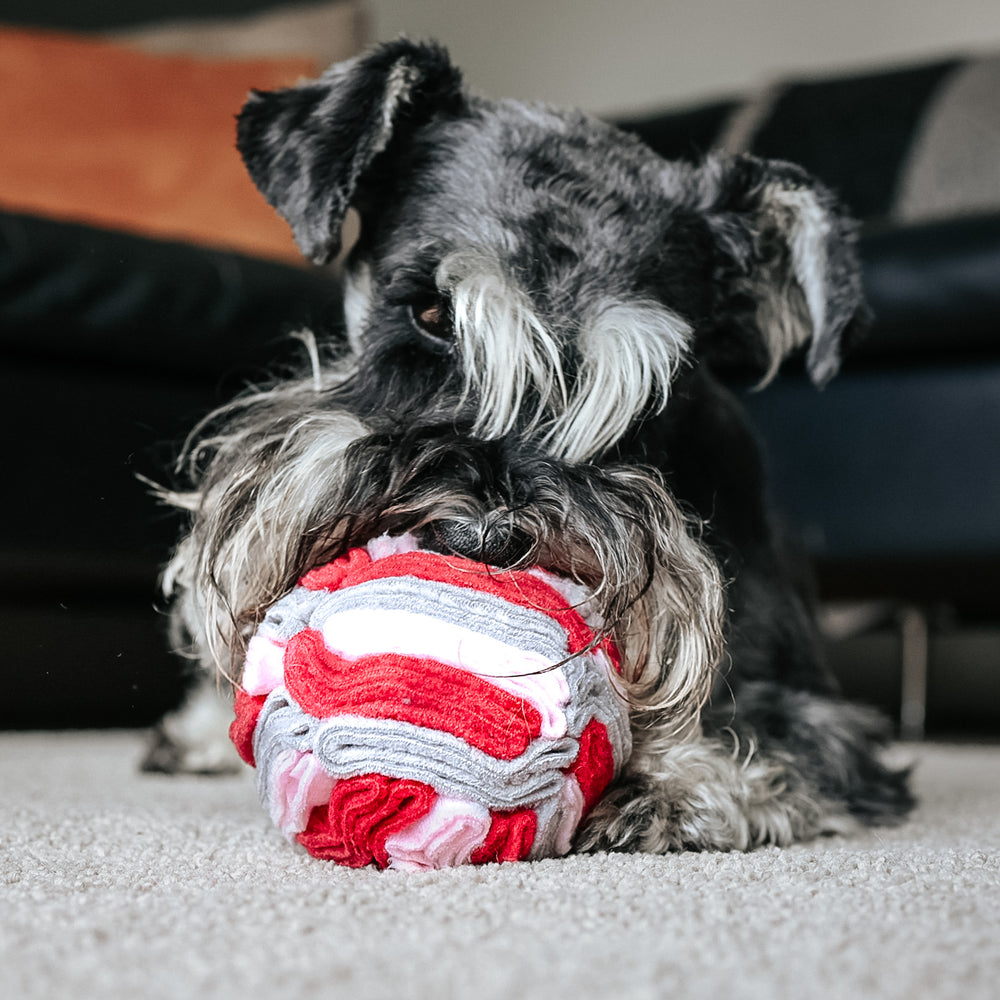 What Is Canine Enrichment, and why does it matter? – Moo Moo and Bear